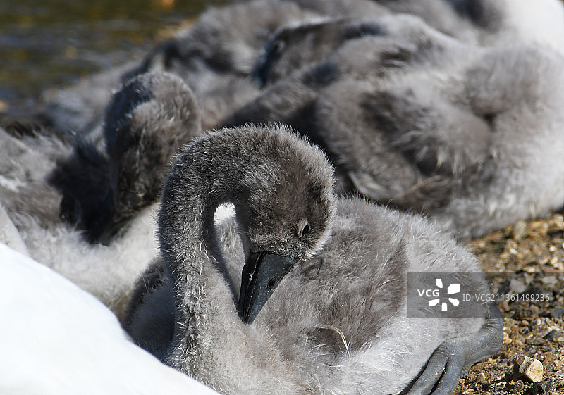 小天鹅特写，斯陶尔河谷自然保护区，英国图片素材