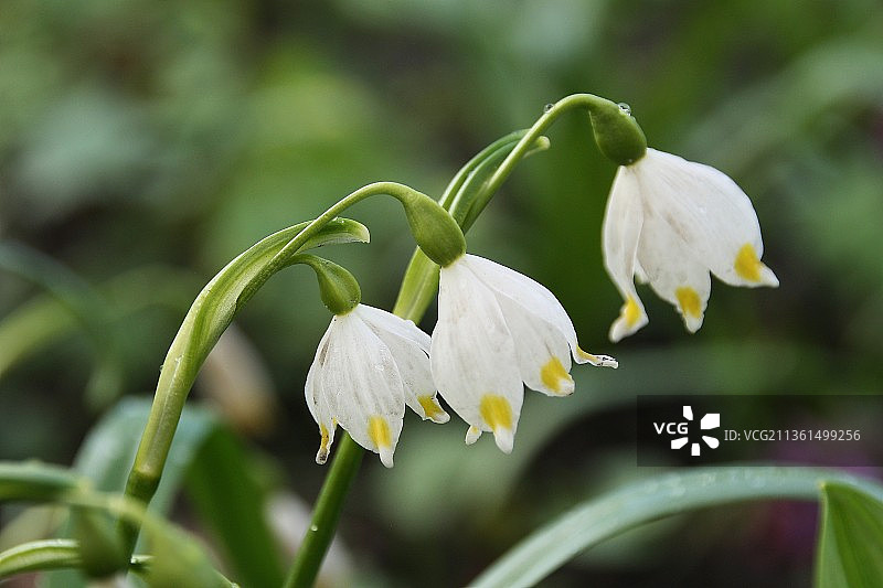 三朵春雪钟花，白色植物特写图片素材
