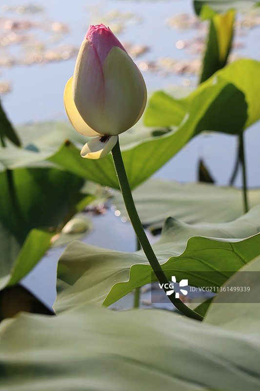 莲花睡莲特写图片素材