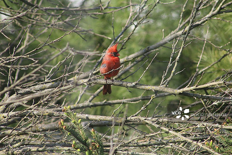 栖息在树枝上的鸣北红雀特写图片素材