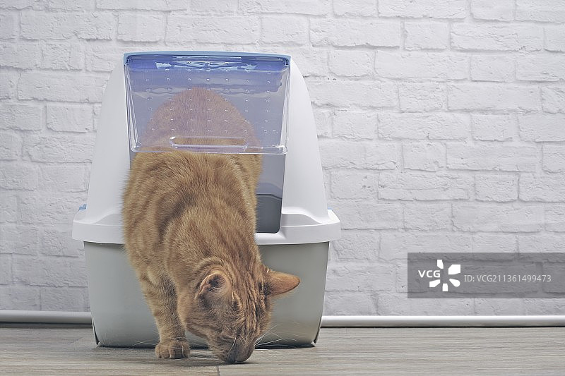 从封闭的猫砂盆里出来的可爱姜黄色猫，德国图片素材