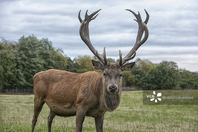 红鹿肖像，站立在田野上，英国图片素材