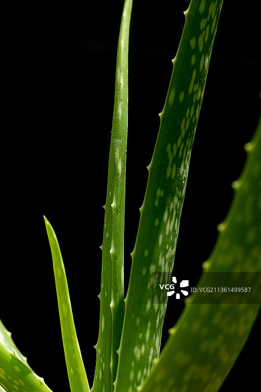 黑色背景下的芦荟植物特写图片素材