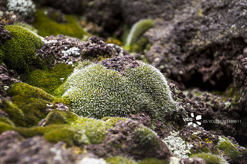 岩石上生长的苔藓特写图片素材