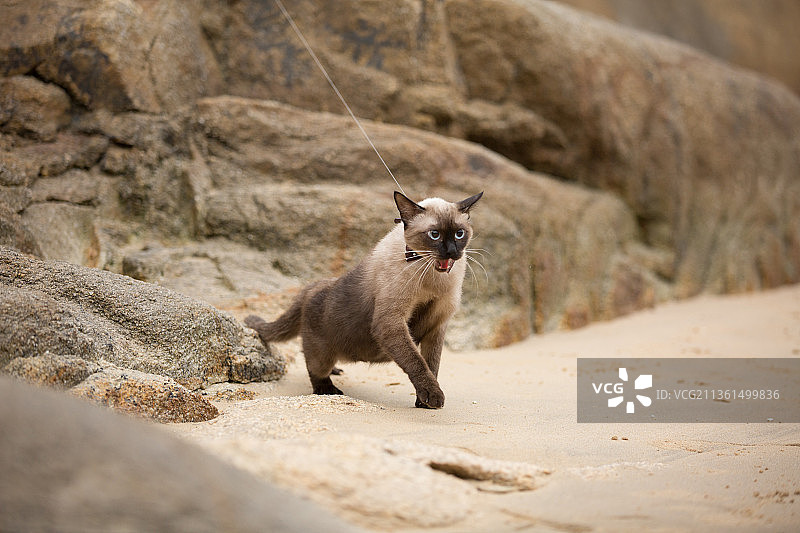 宠物暹罗 英短 美短 纯底设计素材模板图片素材