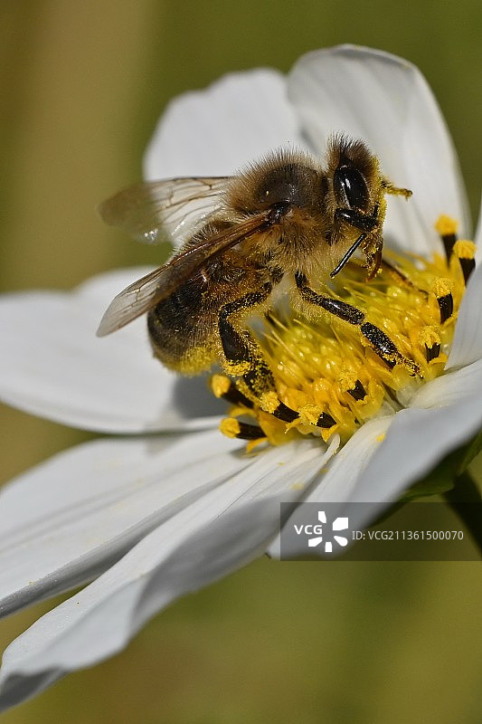 蜜蜂微距摄影，白色花朵上的蜜蜂特写图片素材