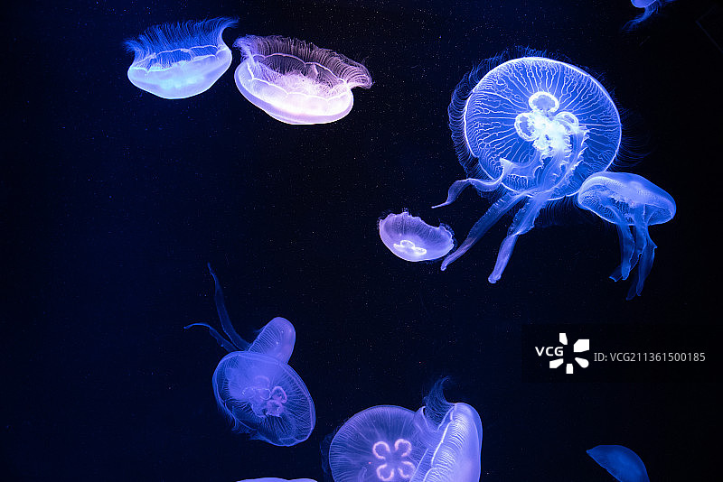 水族馆中游泳的水母特写图片素材