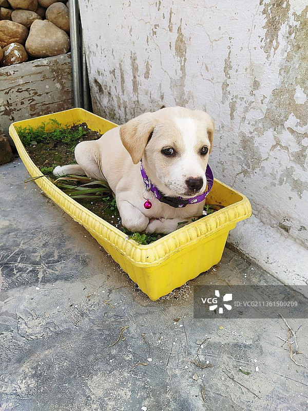篮子里的拉布拉多寻回犬俯视图图片素材