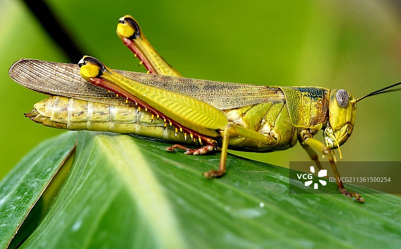 昆虫在叶子上的特写图片素材