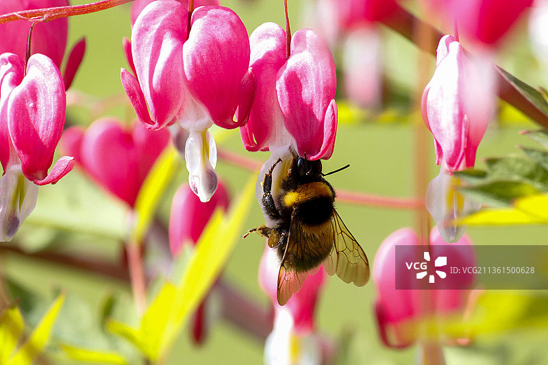 花中的蜜蜂，粉色花朵上的蜜蜂特写，科特卡，芬兰图片素材