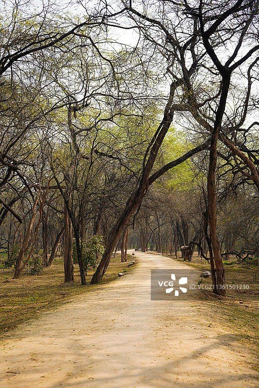 昌迪加尔城市森林公园，树木间的空旷道路图片素材