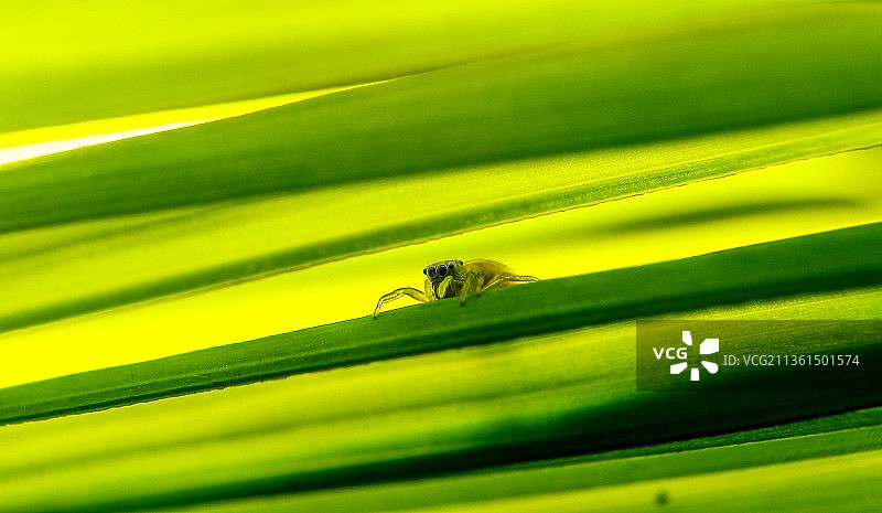 叶子上的跳蛛，布顿岛，东南苏拉威西，印度尼西亚图片素材
