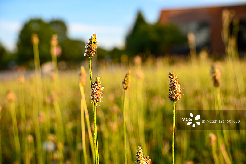 车前科植物特写图片素材
