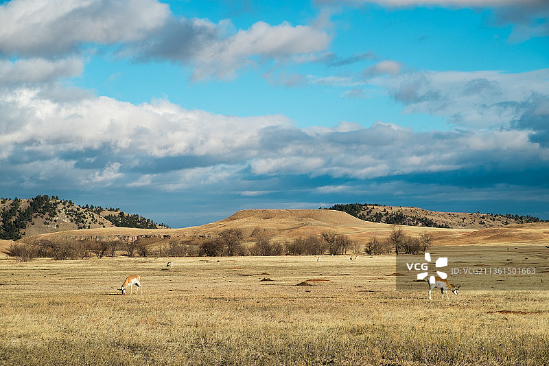 南达科他州卡斯特东部的田野风光图片素材
