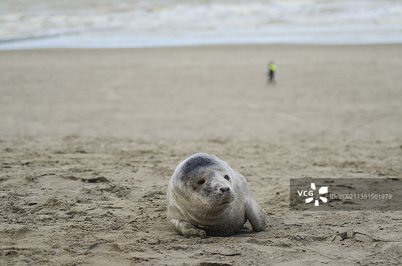 尼乌波特-巴德的海豹，海滩上海豹的特写镜头图片素材