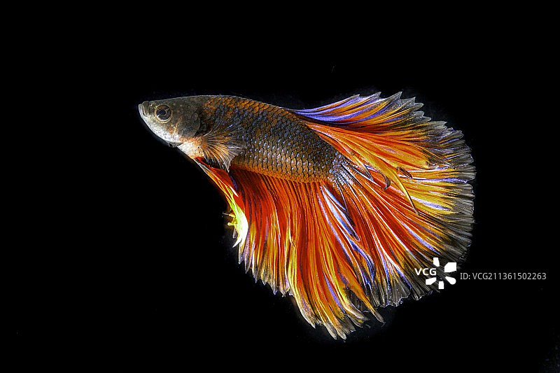 黑色背景下的暹罗斗鱼特写图片素材