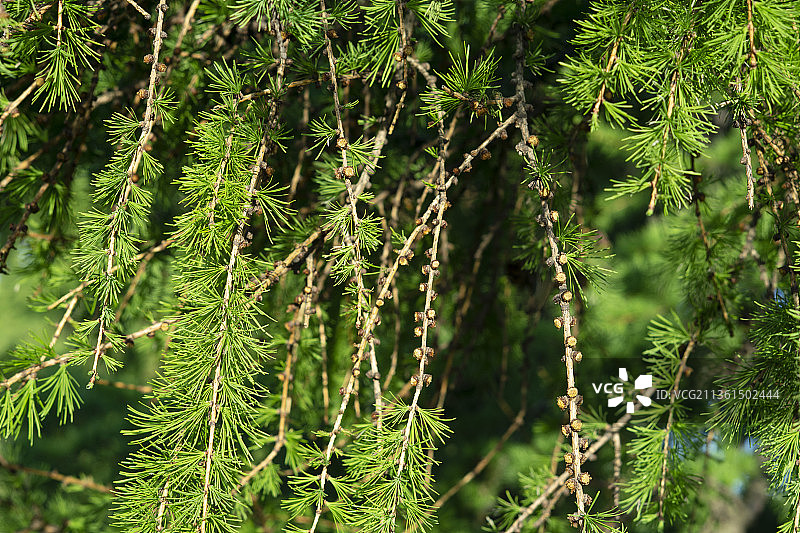 俄罗斯落叶松树枝与阳光照射下的球果特写图片素材