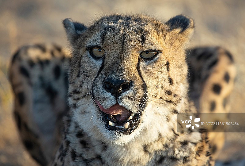 猎豹幼崽特写，纳米比亚图片素材