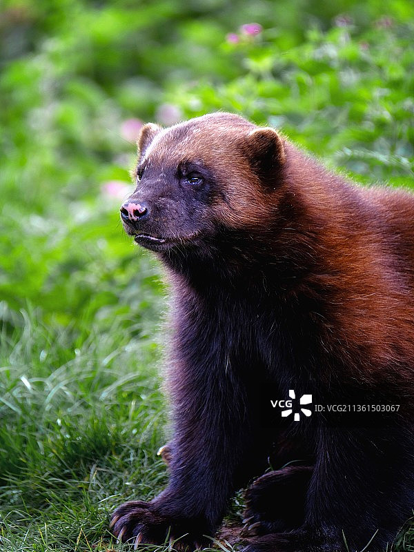 坐在田野上的熊的特写图片素材