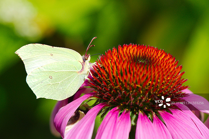 欧洲粉蝶在花上采蜜特写（德国）图片素材