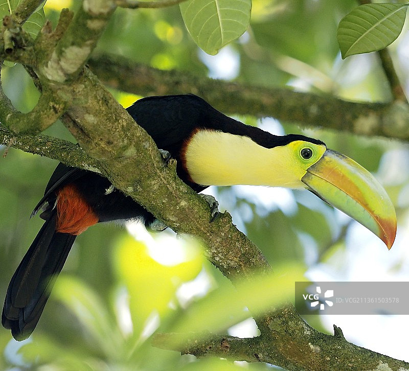 巨嘴鸟：栖息在树上的巨嘴鸟特写，哥斯达黎加图片素材