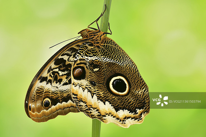 蝴蝶在叶子上的特写图片素材