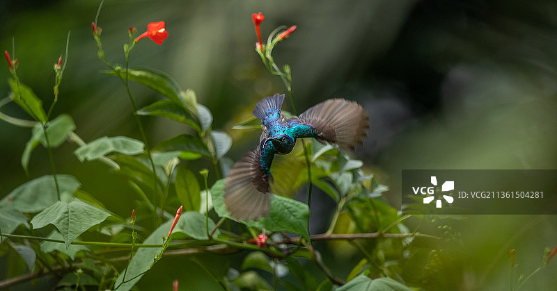 特写：栖息在印度塔古尼邮局植物上的歌蜂鸟图片素材