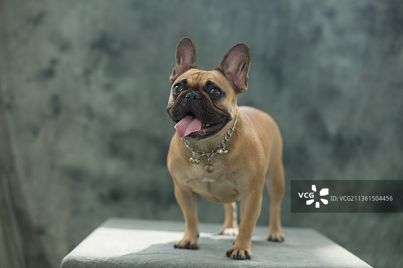 宠物斗牛纯底设计素材模板图片素材