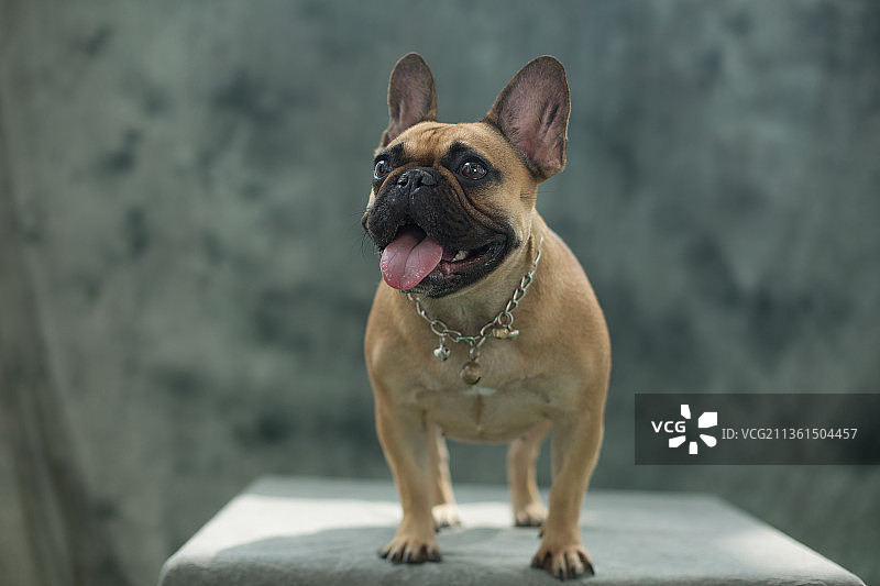 宠物斗牛纯底设计素材模板图片素材