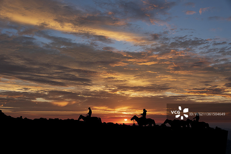 晨光中的马队图片素材