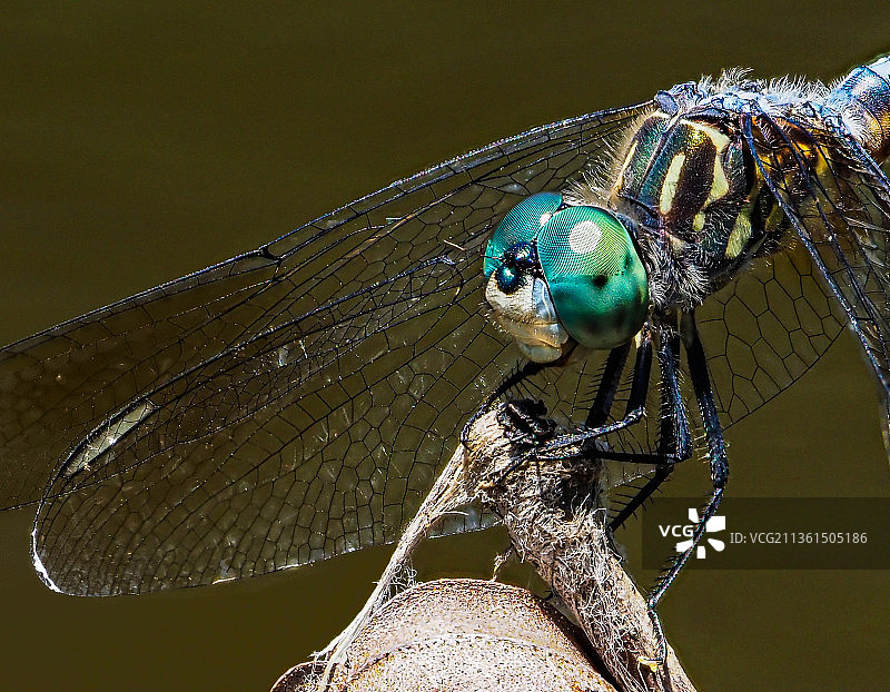蓝色蜻蜓特写，美国图片素材