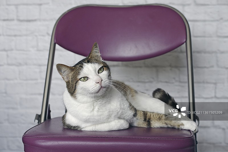 可爱的虎斑猫躺在椅子上，看向远方，德国图片素材