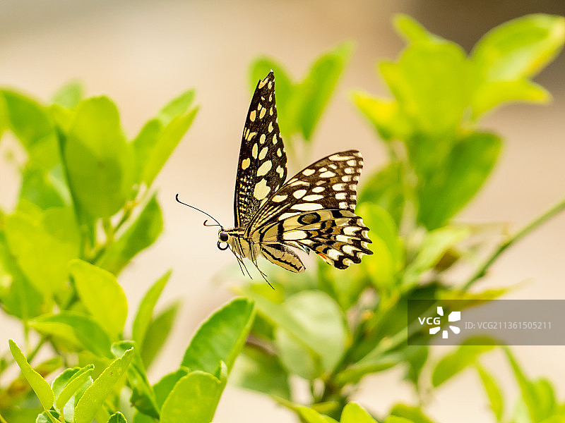 蝴蝶在花上采蜜特写图片素材