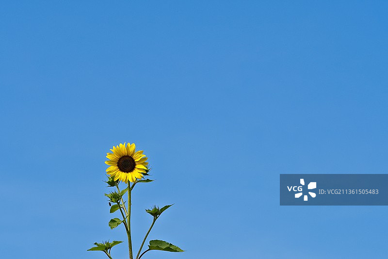 德国晴朗蓝天下向日葵的低角度视图图片素材