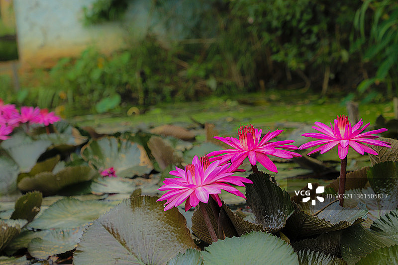 红色睡莲特写，印度曼尼普尔邦图片素材