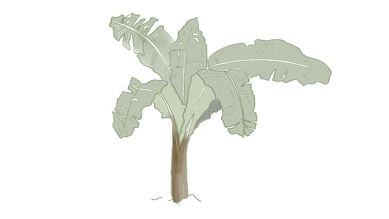 芭蕉树叶图片素材