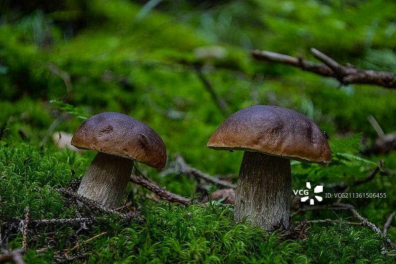 斯洛伐克：田野上生长的美味牛肝菌特写图片素材