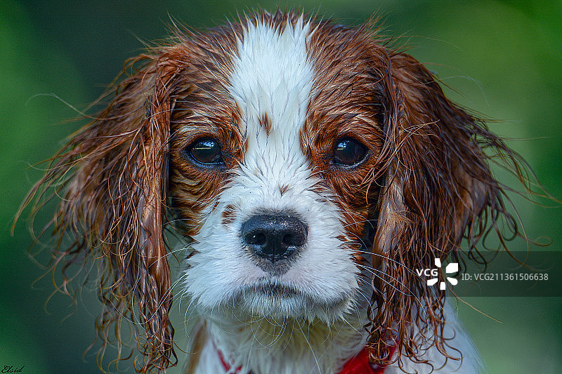 瑞典查理士王小猎犬特写图片素材