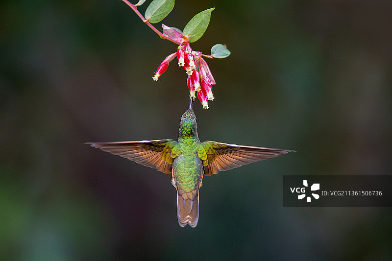 绿蜂鸟 Berylline Hummingbird图片素材