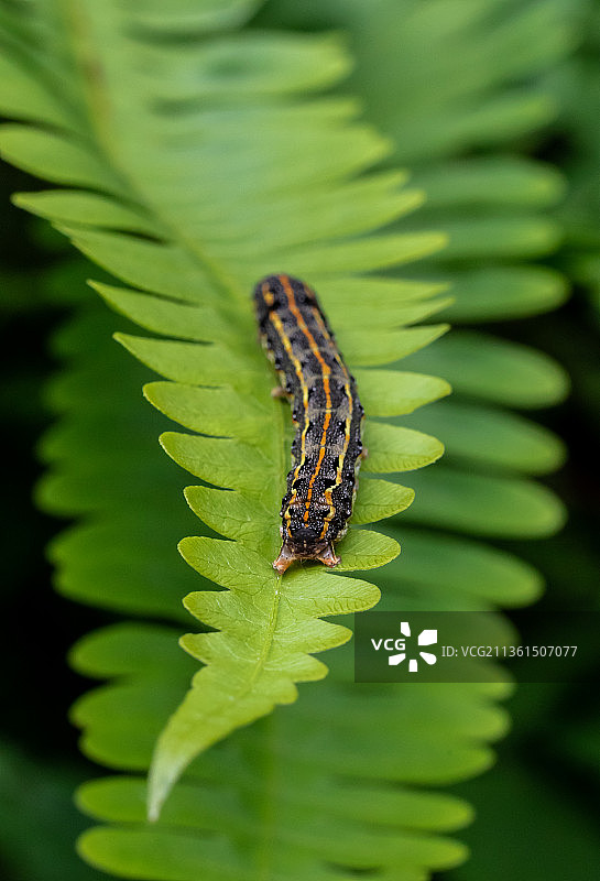 近距离拍摄树叶上的毛毛虫，库沙德维，尼泊尔图片素材