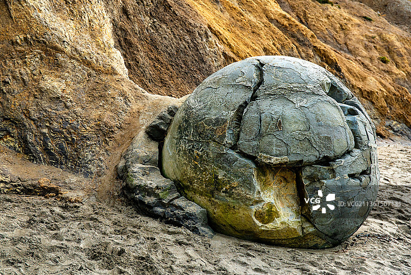 依然附着在悬崖上的毛拉基巨石，摩拉基海滩，新西兰图片素材
