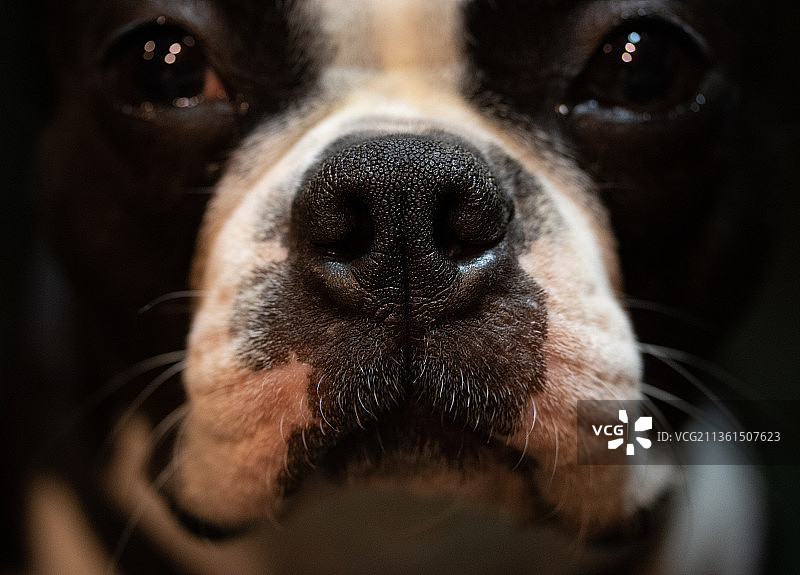 梦想着饼干的波士顿梗的特写图片素材