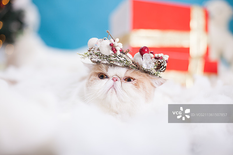 宠物加菲猫纯底设计素材模板图片素材