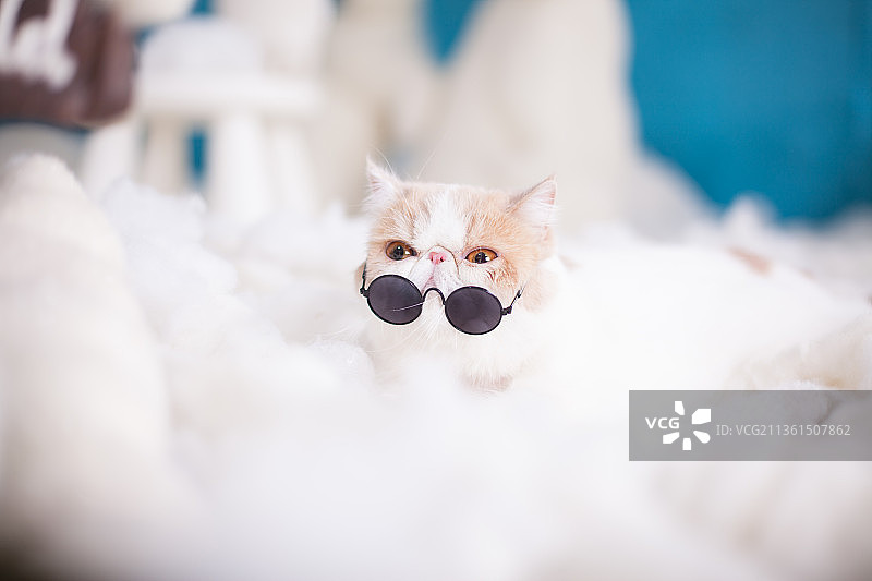 宠物加菲猫纯底设计素材模板图片素材