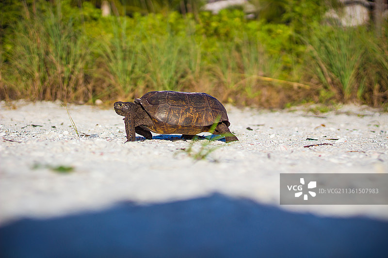 美国佛罗里达州李县道路上青蛙的特写图片素材
