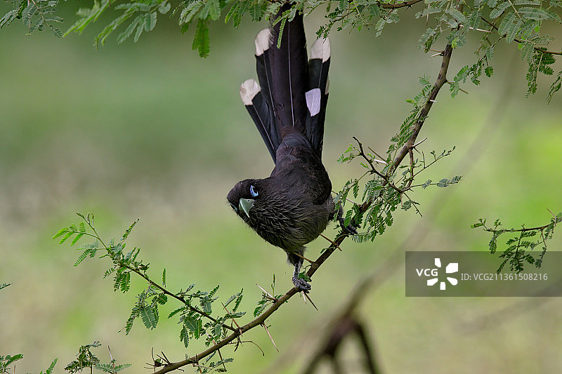 在印度卡纳塔克邦班加罗尔栖息在树枝上的蜜雀特写图片素材