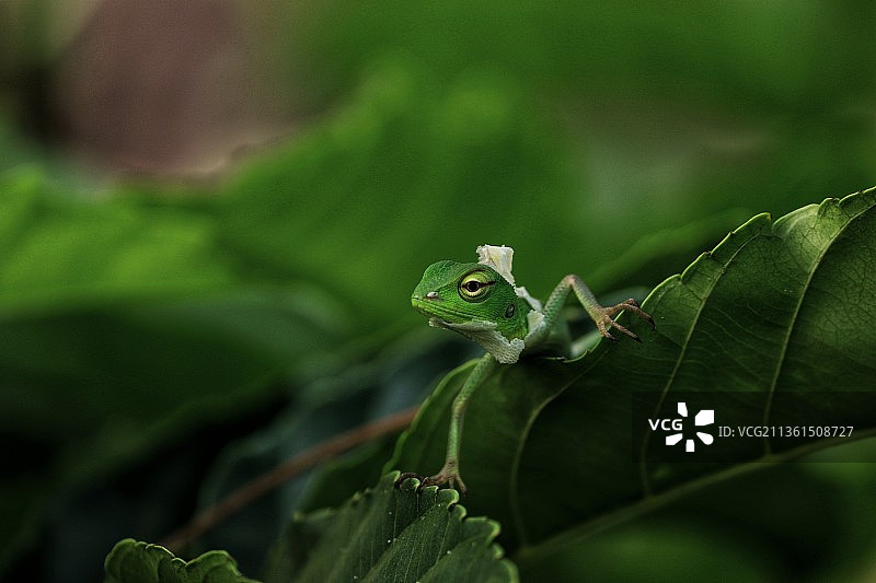 树叶上的青蛙特写图片素材