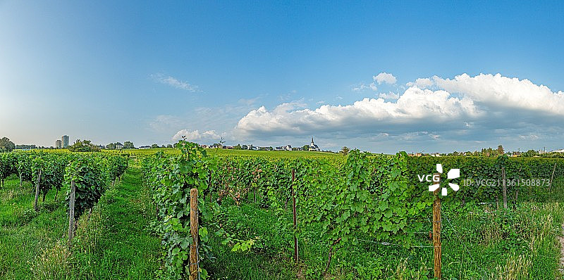 眺望葡萄园和霍海姆镇的圣彼得和保罗教堂图片素材