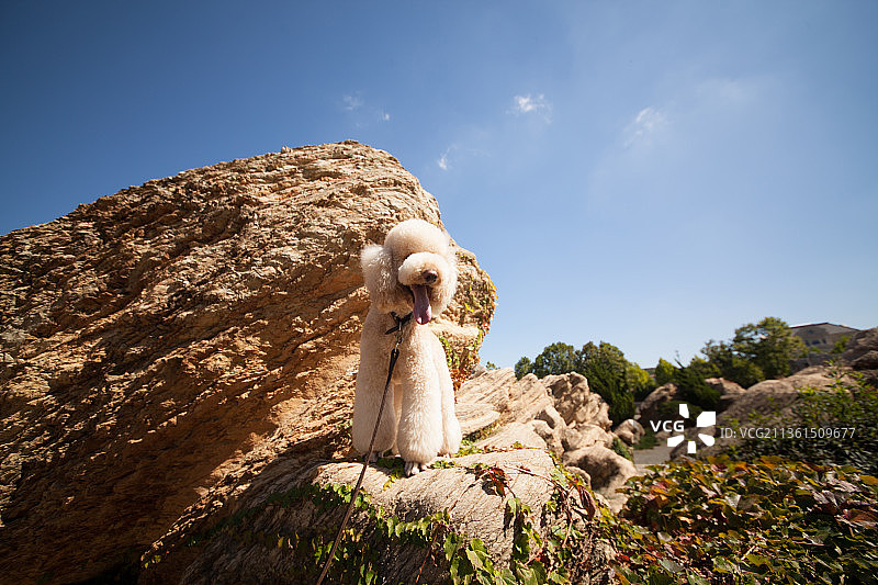 宠物巨贵纯底设计素材模板图片素材
