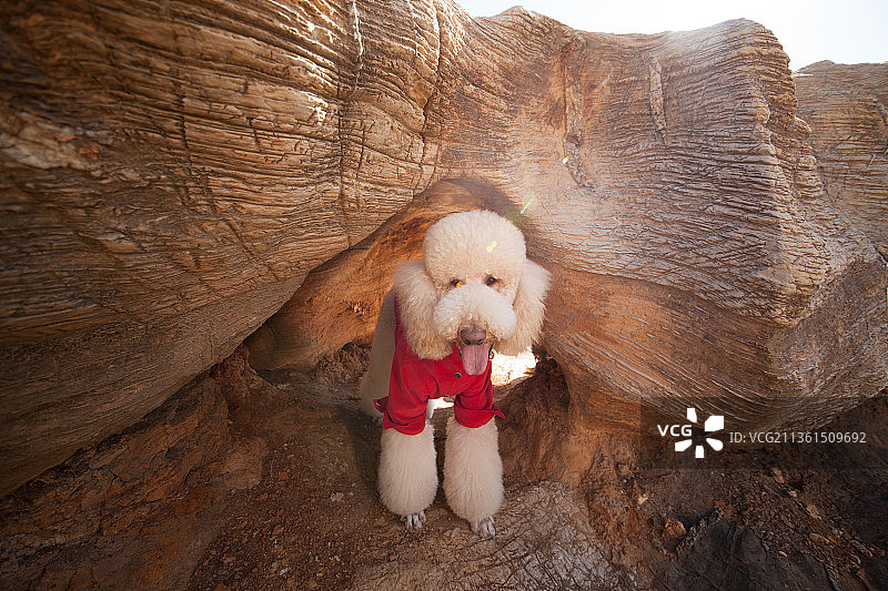 宠物巨贵纯底设计素材模板图片素材